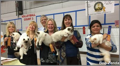 Best Birmans in Show